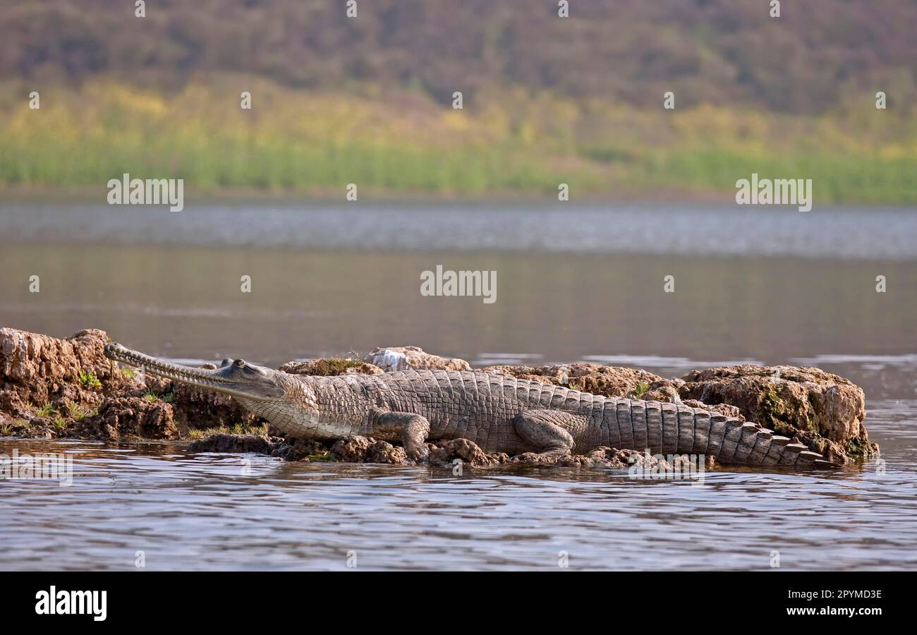 Gharial (Gavialis gangeticus) adult, resting on the bank of the water, Chambal River, Rajasthan, India Stock Photo