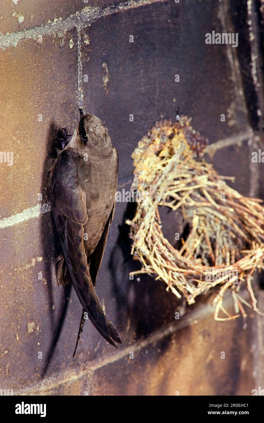 Chimney swift (Chaetura pelagica), adult, clings to the chimney next to the nest (U.) S. A Stock Photo