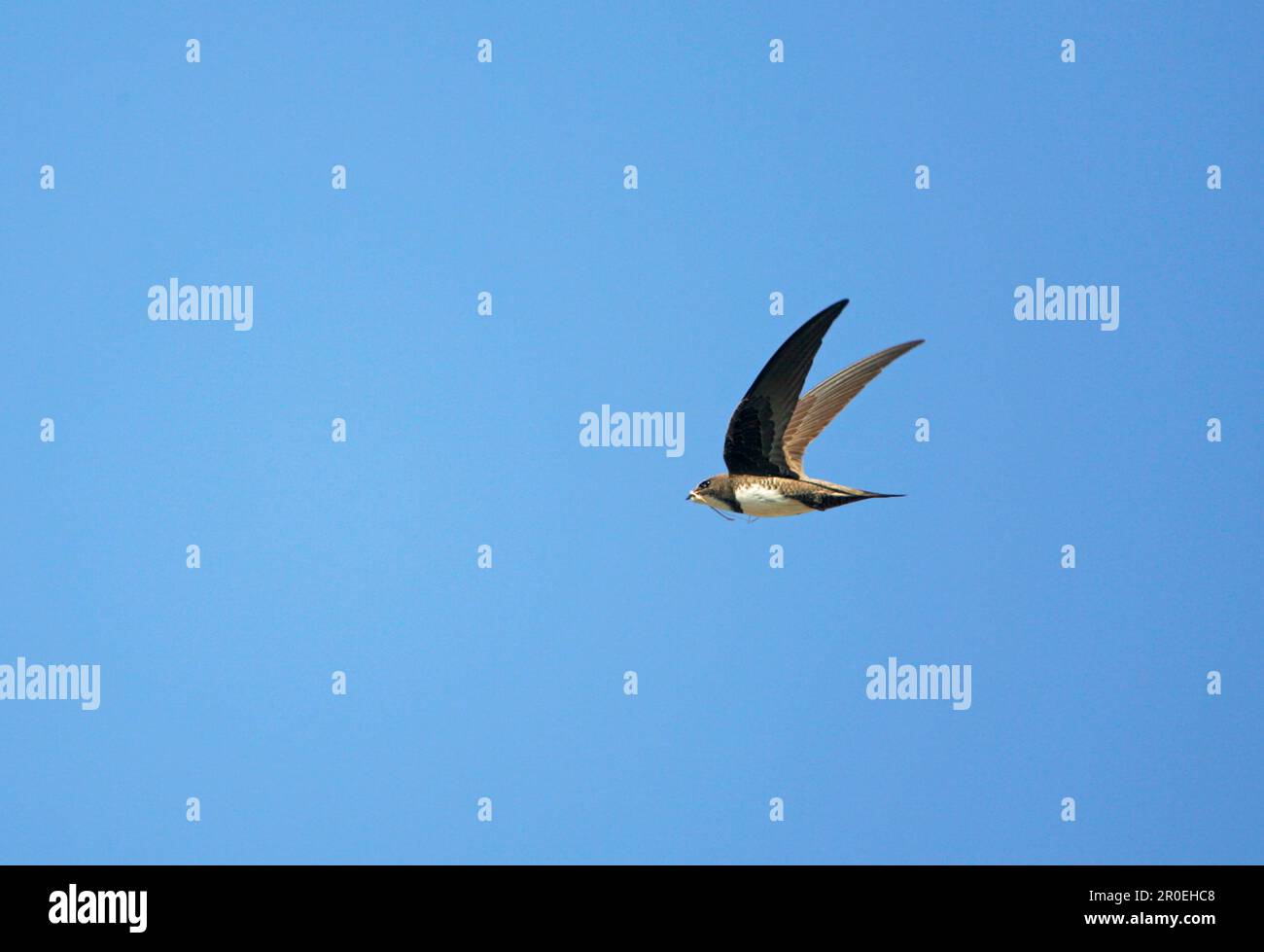 Alpine Swift (Apus melba) adult, in flight, collecting nest material, Western Turkey Stock Photo