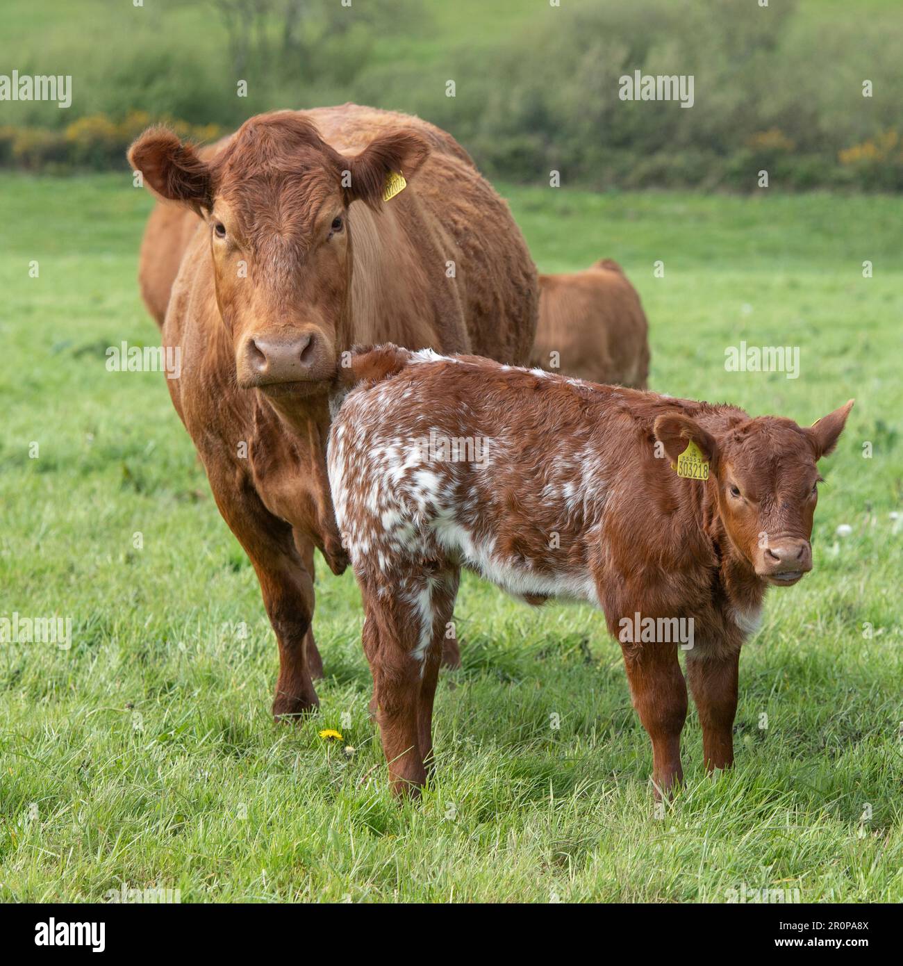 stabilizer cows and calves on old pasture Stock Photo