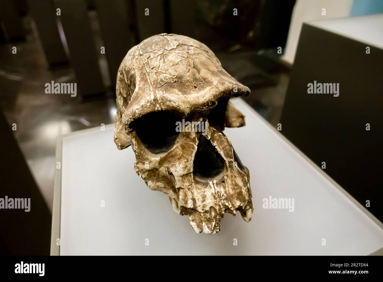 Homo habilis skull, Homo habilis cranium, KNM-ER 1813, 1.9 million years, Koobi Fora Kenya Stock Photo