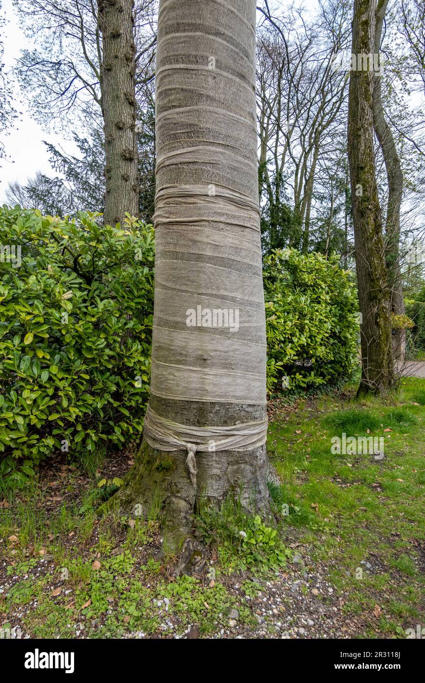 Beech tree trunk wrapped in jute, protection against drying out and sunburn, Hilversum, Netherlands Stock Photo