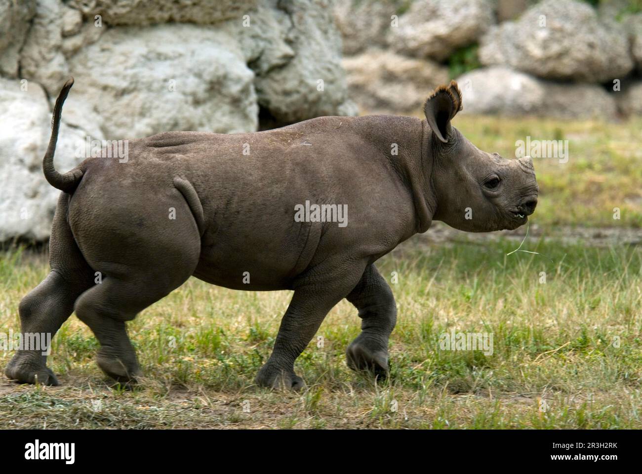 Black rhinoceroses (Diceros bicornis), ungulates, rhinoceroses, rhinoceros, mammals, animals, odd-toed ungulates, Black Rhinoceros calf, running Stock Photo