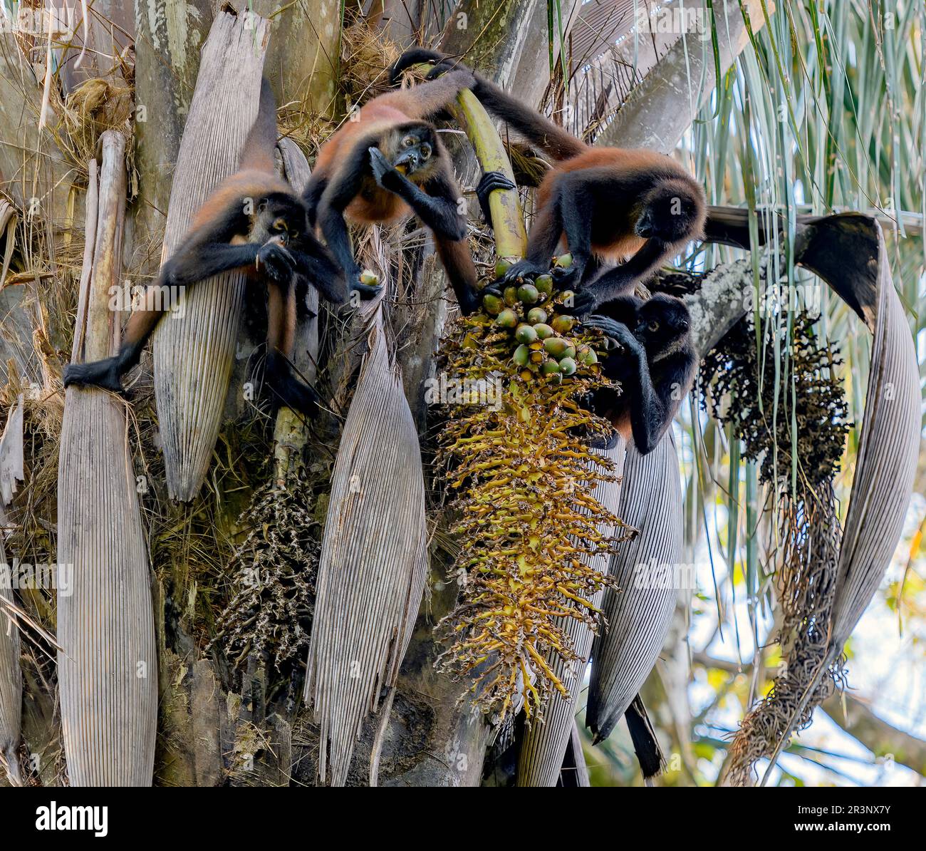 The endangered Geoffroy's spider monkey (Ateles geoffroyi) feeding on palm fruits at Bosque del Cabo, Osa Peninsula, Costa Rica. Stock Photo