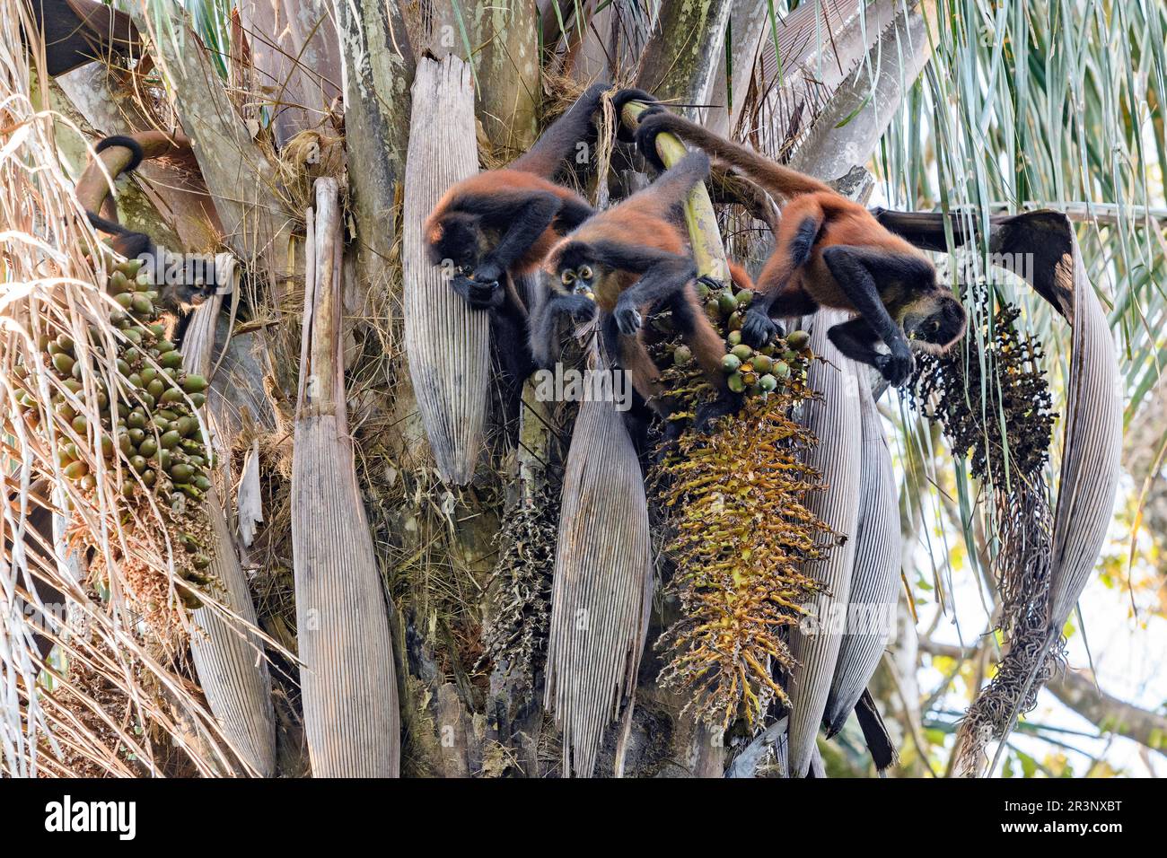 The endangered Geoffroy's spider monkey (Ateles geoffroyi) feeding on palm fruits at Bosque del Cabo, Osa Peninsula, Costa Rica. Stock Photo