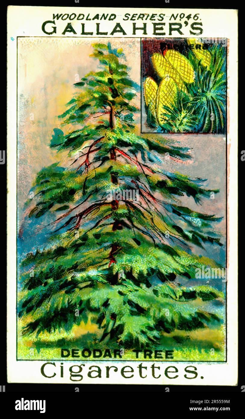 Deodar Tree - Vintage Cigarette Card Stock Photo