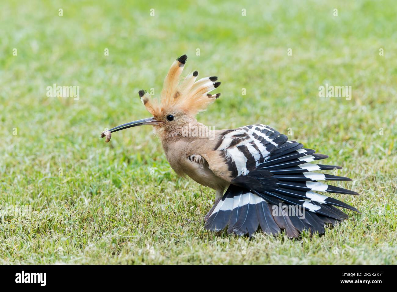 Eurasian hoopoe, Upupa epops, single adult feeding on grub, on short vegetation, Alcudia, Mallorca, Spain, 30 May 2023 Stock Photo