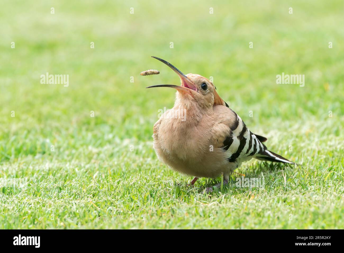 Eurasian hoopoe, Upupa epops, single adult feeding on grub, on short vegetation, Alcudia, Mallorca, Spain, 30 May 2023 Stock Photo