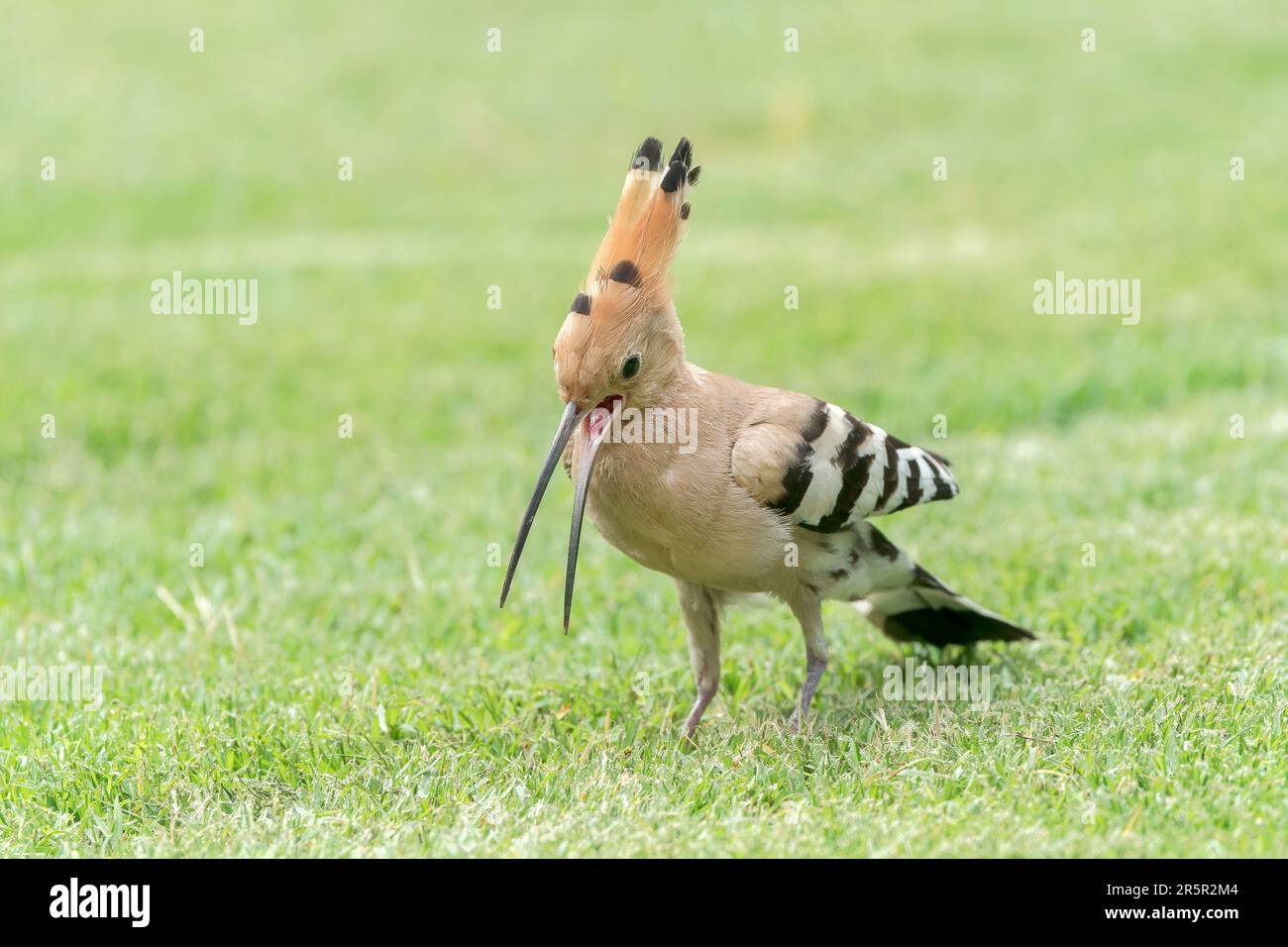 Eurasian hoopoe, Upupa epops, single adult feeding on short vegetation, Alcudia, Mallorca, Spain, 30 May 2023 Stock Photo