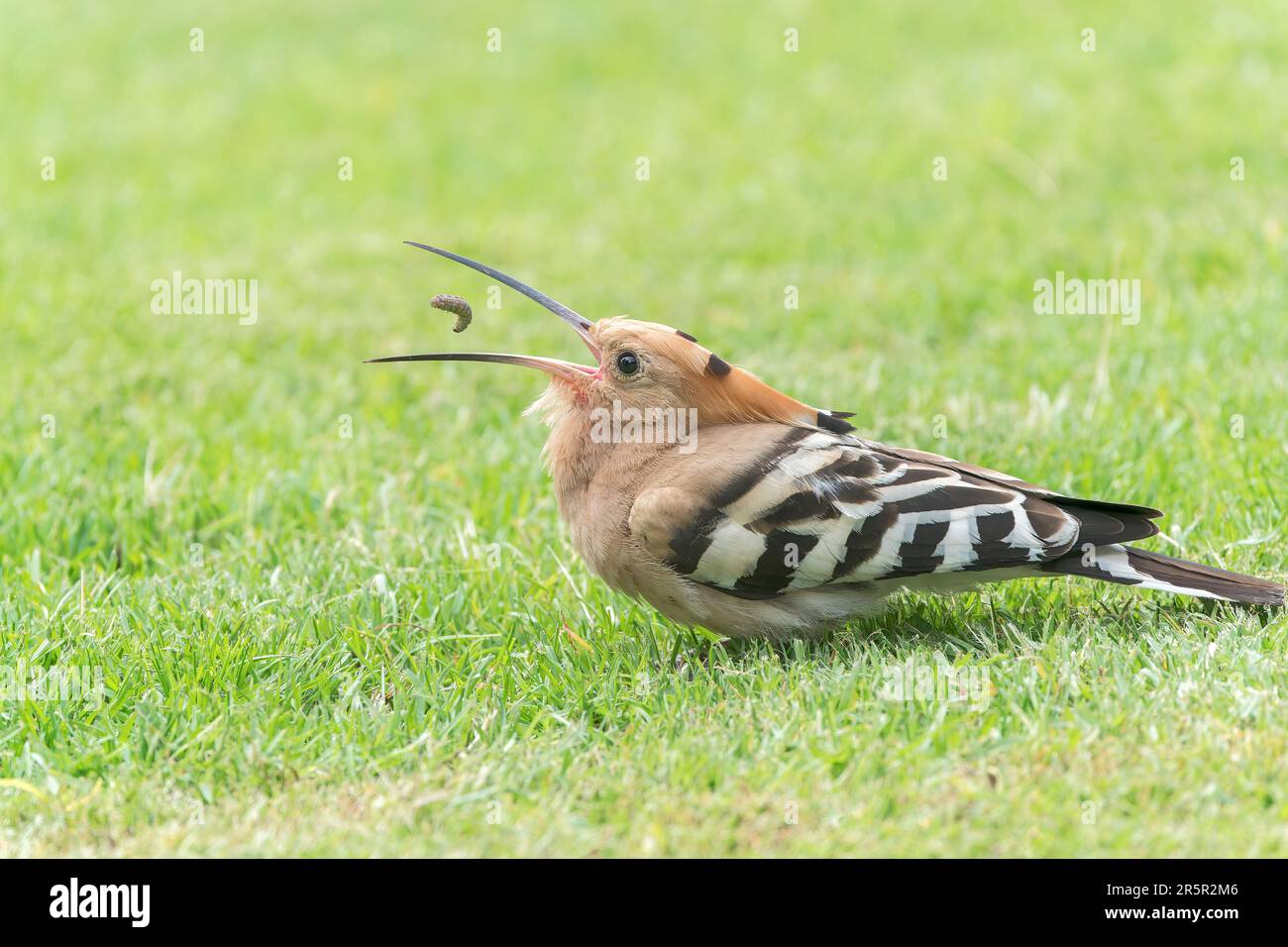 Eurasian hoopoe, Upupa epops, single adult feeding on grub, on short vegetation, Alcudia, Mallorca, Spain, 30 May 2023 Stock Photo