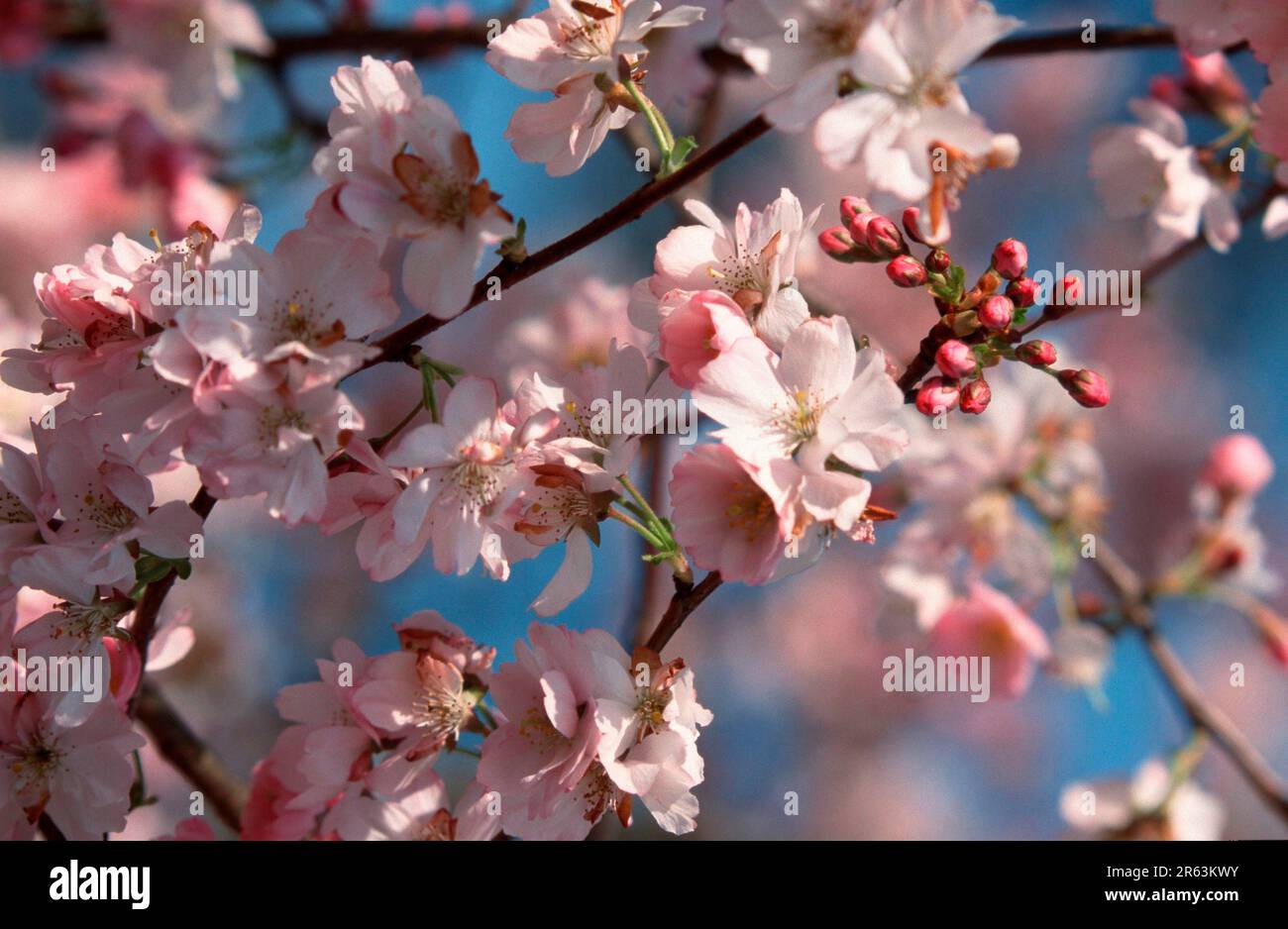 Prunus x yedoensis (Prunus x yedoensis) Stock Photo