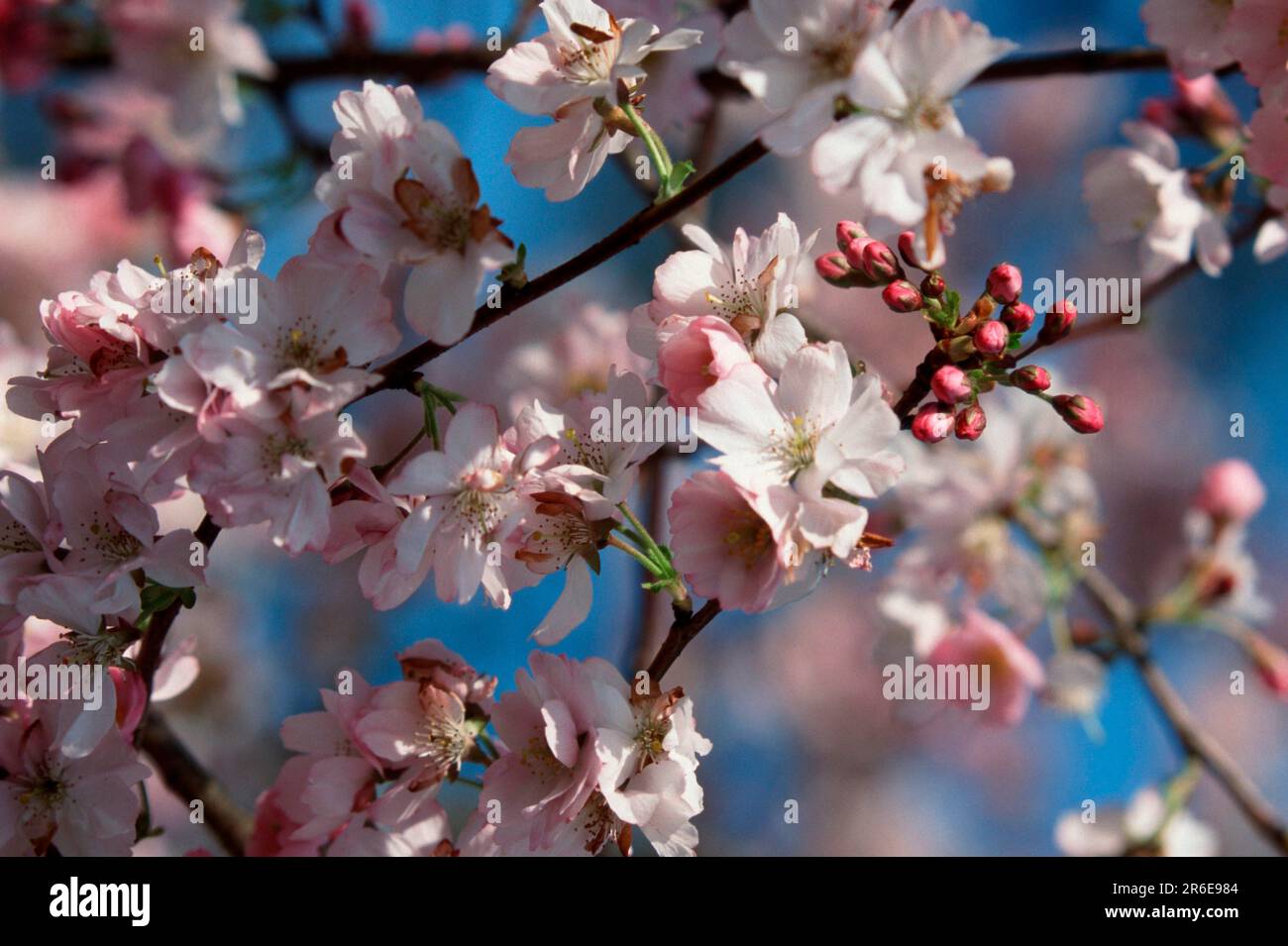 Prunus x yedoensis (Prunus x yedoensis) Stock Photo