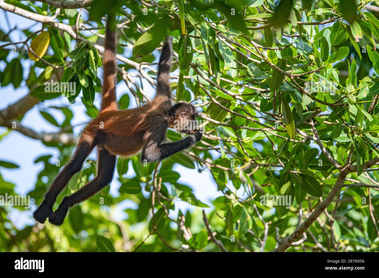 The endangered Geoffroy's spider monkey (Ateles geoffroyi) feeding at Bosque del Cabo, Osa Peninsula, Costa Rica. Stock Photo