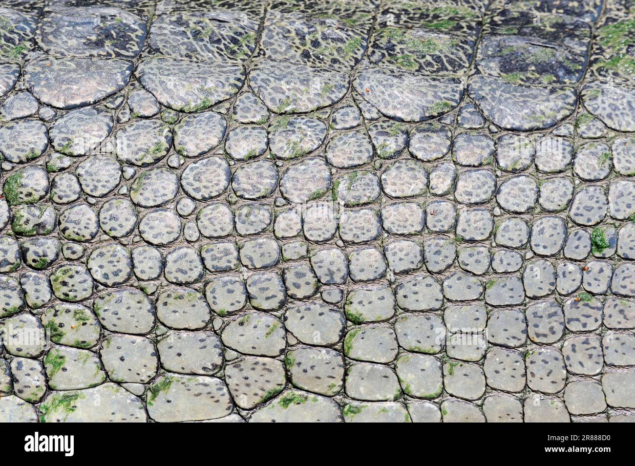 Indian gharial (Gavialis gangeticus), skin detail, gavial Stock Photo