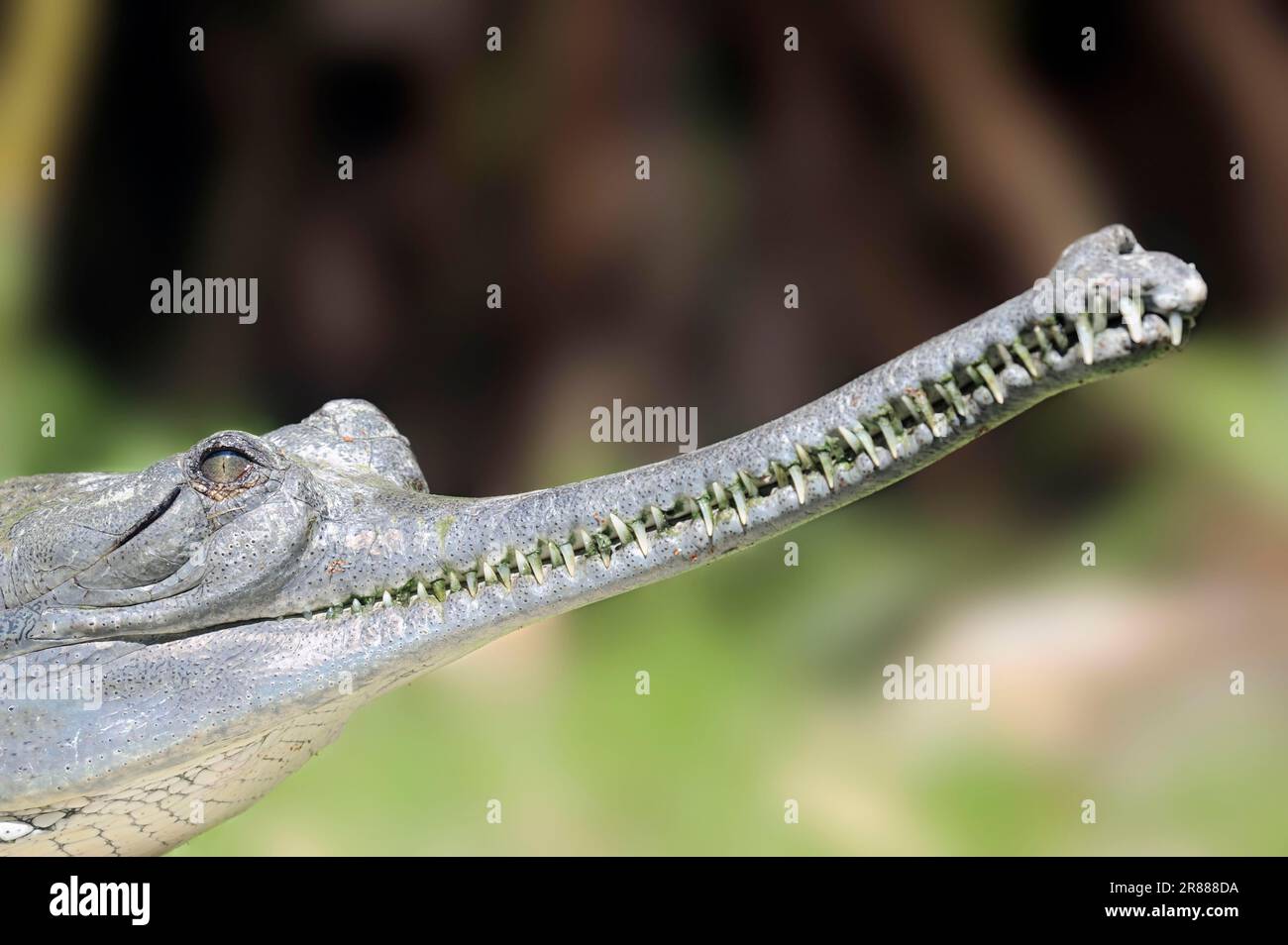 Indian Gharial (Gavialis gangeticus), Gavial Stock Photo