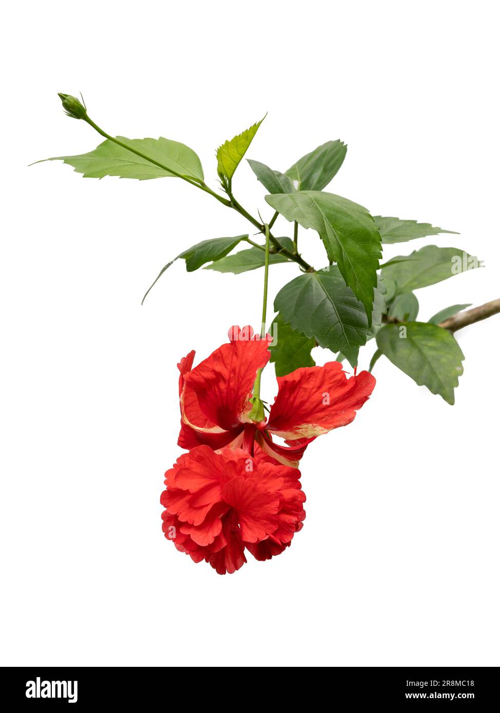 Closeup vertical view of colorful red flower, leaves and bud of hibiscus rosa sinensis el capitolio aka poodle tail isolated on white background Stock Photo