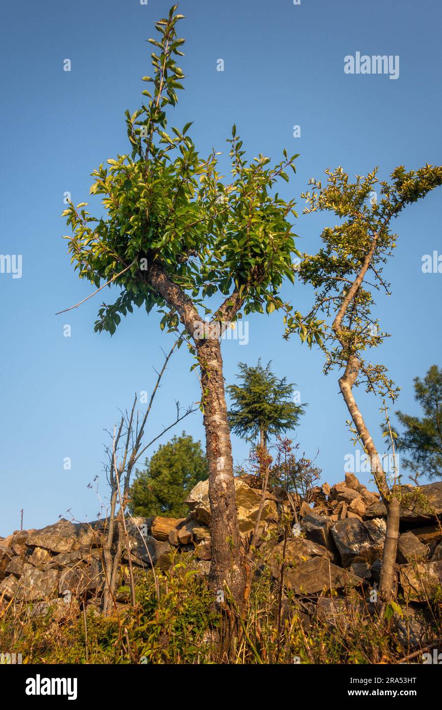 Tree of Prunus avium, commonly called wild cherry, sweet cherry, gean, or bird cherry is a species of cherry, a flowering plant in the rose family, Ro Stock Photo