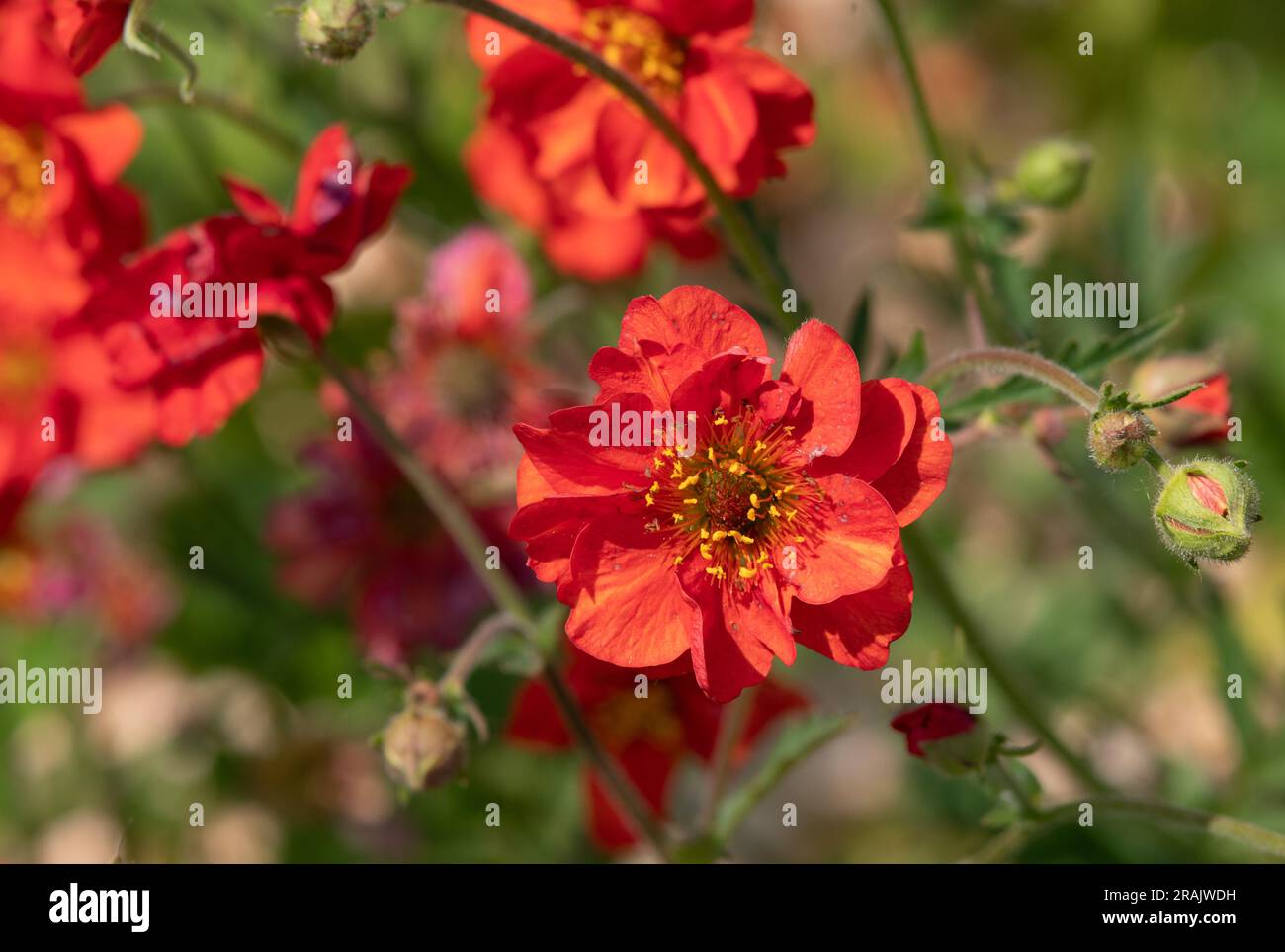 Geum Mrs J Bradshaw Stock Photo