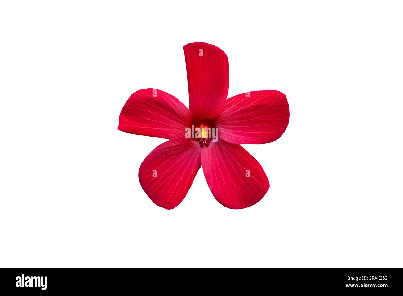 Swamp rose mallow, also called Hibiscus moscheutos is isolated on a white background Stock Photo