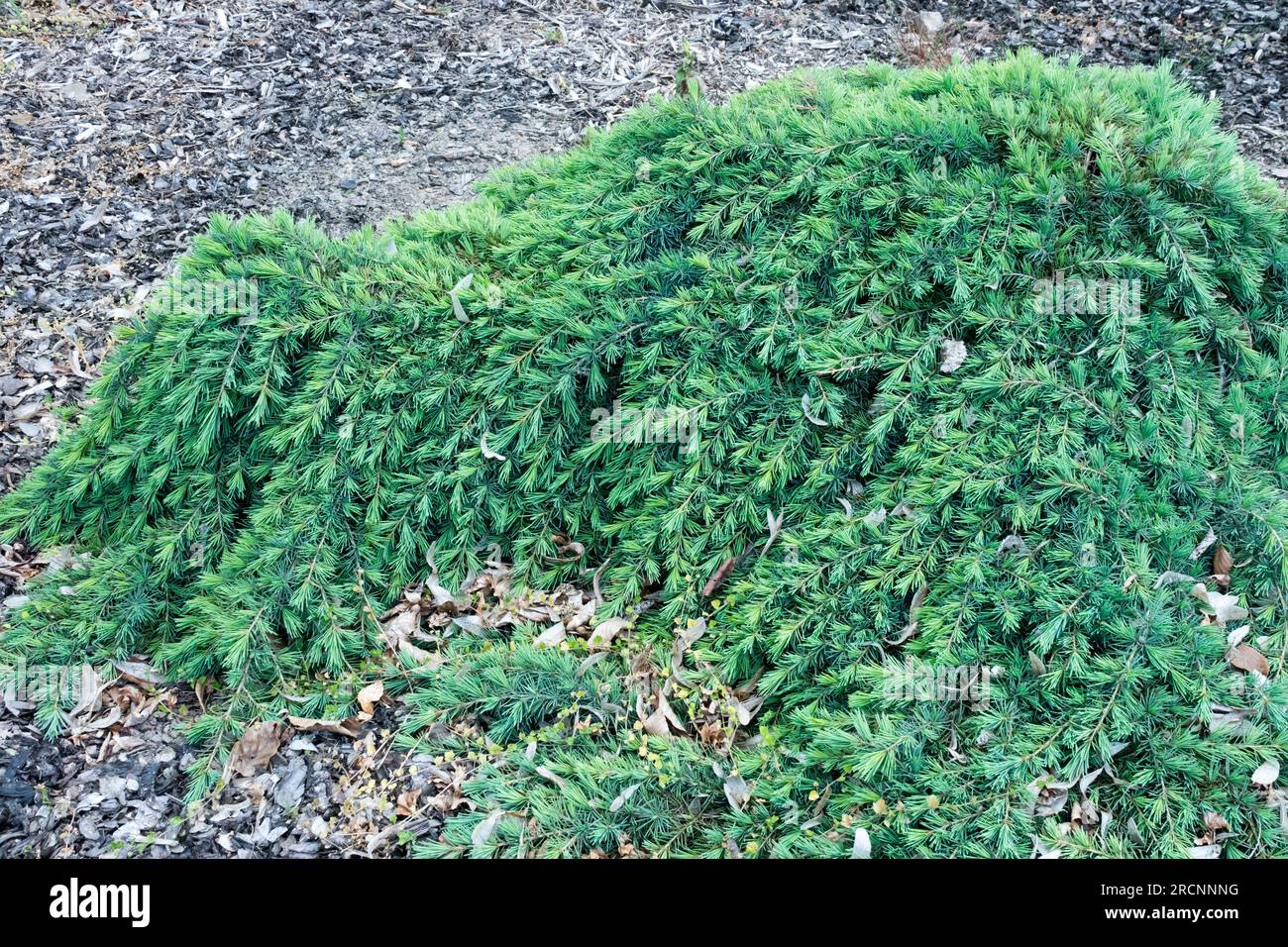 Cedrus deodara, Prostrate, Cedrus, Deodar, Slow growing, Cedar, Garden, Cultivar, Cedrus deodara 'Feelin' Stock Photo