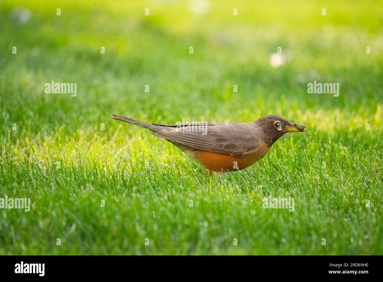 American Robin Bird with Grub in its Beak in the Grass in Summer Stock Photo