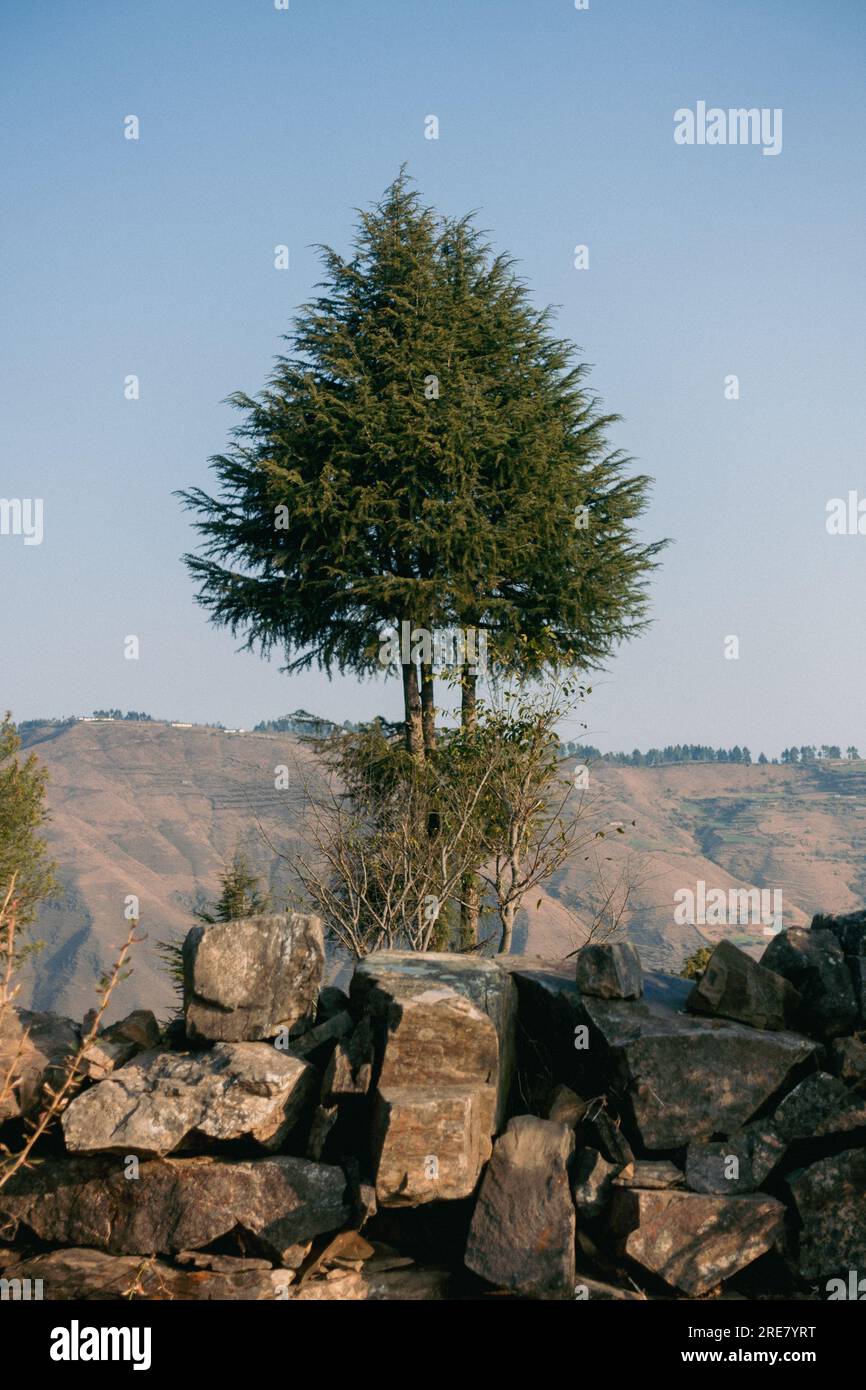 Stunning deodar Cedar tree in the Himalayan landscape, surrounded by beautiful mountains and natural scenery. Stock Photo