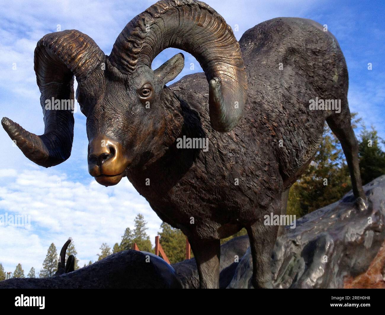 Radium Hot Springs, BC, Canada - Oct 15 2013 Detail of a very realistic statue of Bighorn sheep made by Rick Taylor. It's called Bighorn in our backya Stock Photo