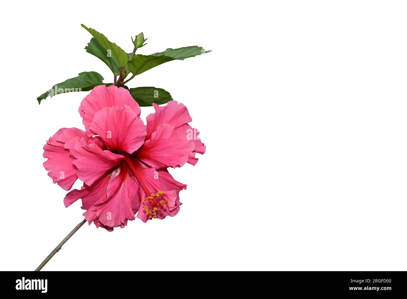 Hibiscus rosa-sinensis is a bushy, evergreen shrub. commonly known as China Rose, red petals with yellow pollen stigma. Stock Photo