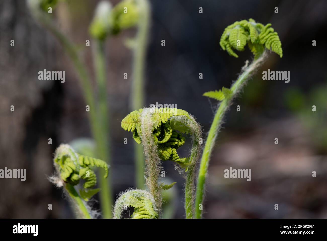 Ferns are emerging from their curled position Stock Photo