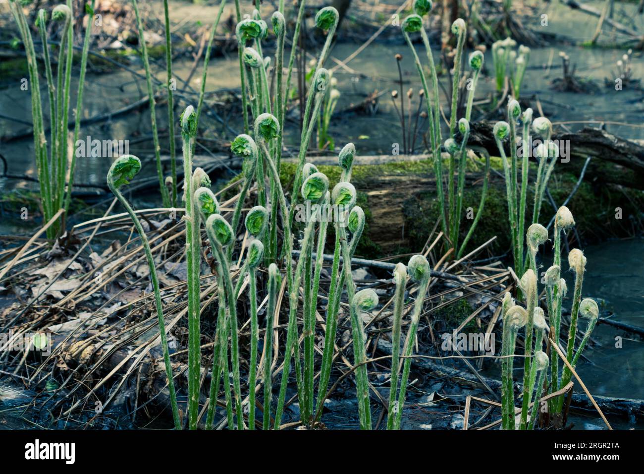 A cluster of fiddleheads, ferns unfurling in the bog in front of a fallen log Stock Photo