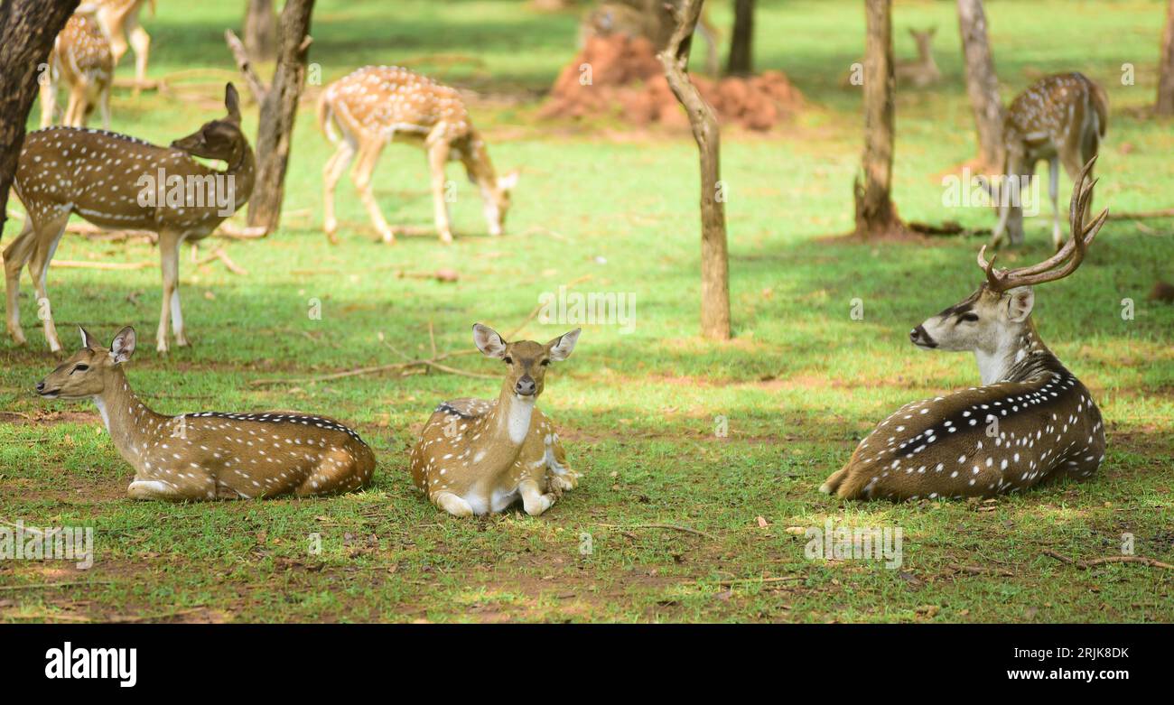 Chhattisgarh India ,Raipur, August, 23, 2023. : A Barasingha is seen during a Nandanvan Jungle Safari at Nava Raipur,  Photo By - Uma Shankar Mishra Stock Photo