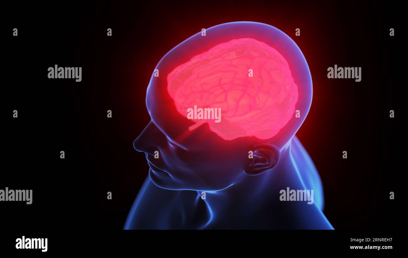 Active human brain, illustration Stock Photo - Alamy