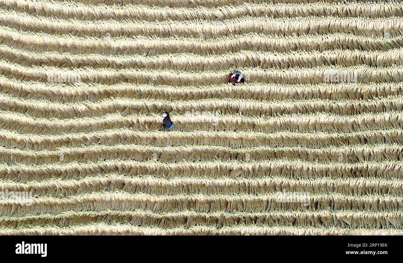 (180619) -- LAOTING, June 19, 2018 -- Aerial photo taken on June 19, 2018 shows staffs managing brooms basked in the sun at a broom professional cooperative in Maozhuang Town of Laoting County, north China s Hebei Province. Maozhuang Town has a long history in handmade brooms. In recent years, the town has set up several professional cooperatives on broom to manage this specialty industry intensively. At present, brooms produced in the town have been sold to many foreign markets such as South Korea and Japan, with annual export earnings reaching over 20 million yuan (3.09 mln U.S. dollars). ) Stock Photo