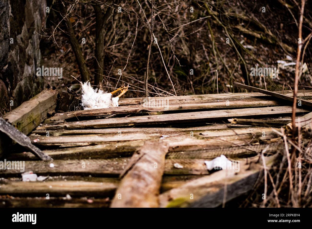 Dead chicken stuck in the wild apocalypse Stock Photo