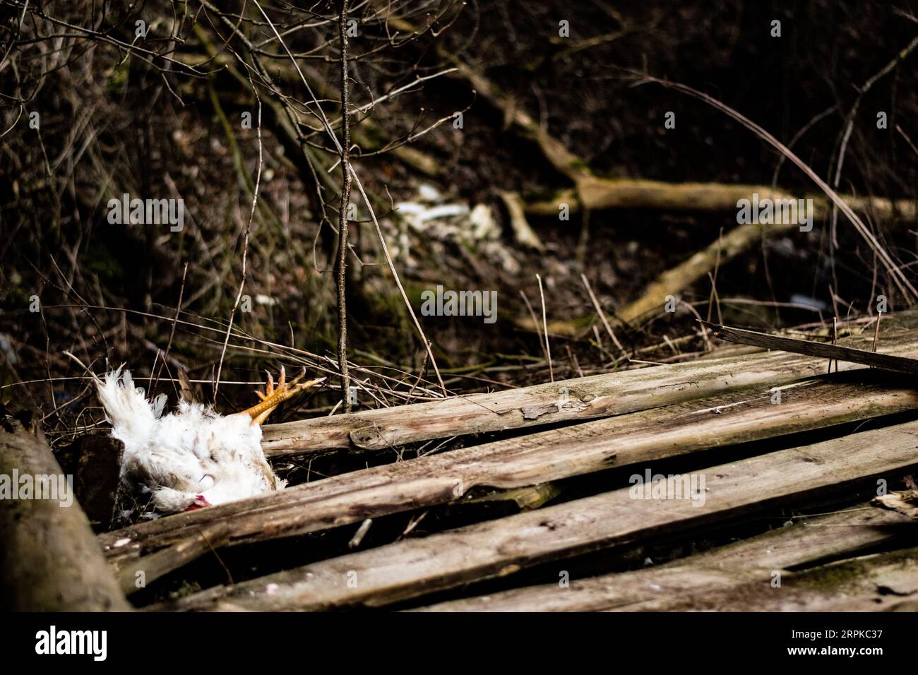 Dead chicken stuck in the wild apocalypse Stock Photo