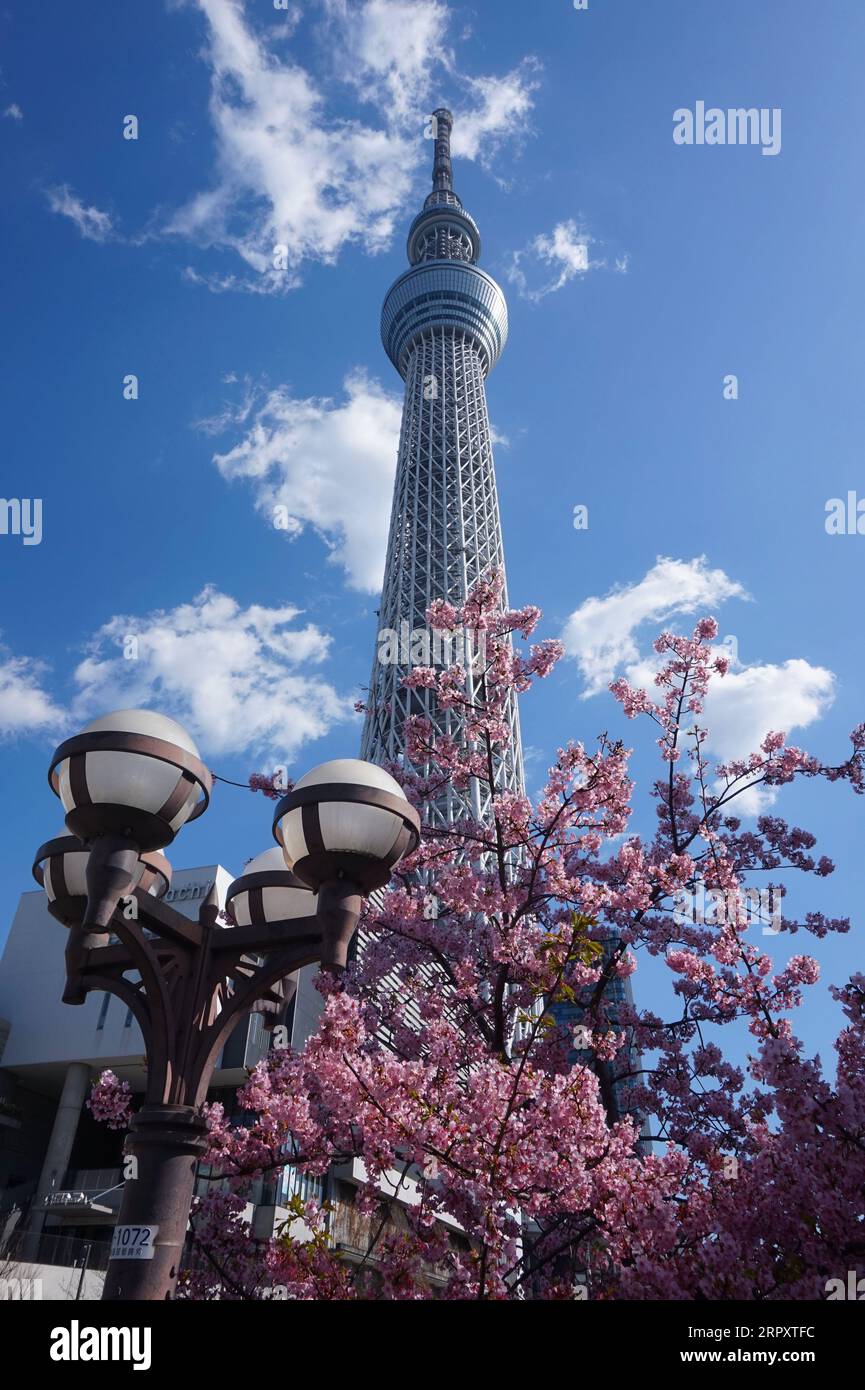 Tokyo Skytree (Tōkyō Sukaitsurī) with plum blossom – Sumida City, Tokyo, Japan Stock Photo