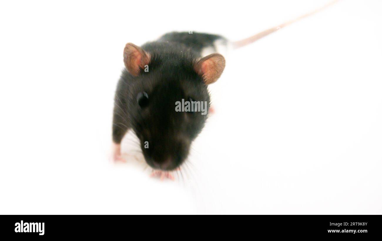 A lab rat on a white background Stock Photo