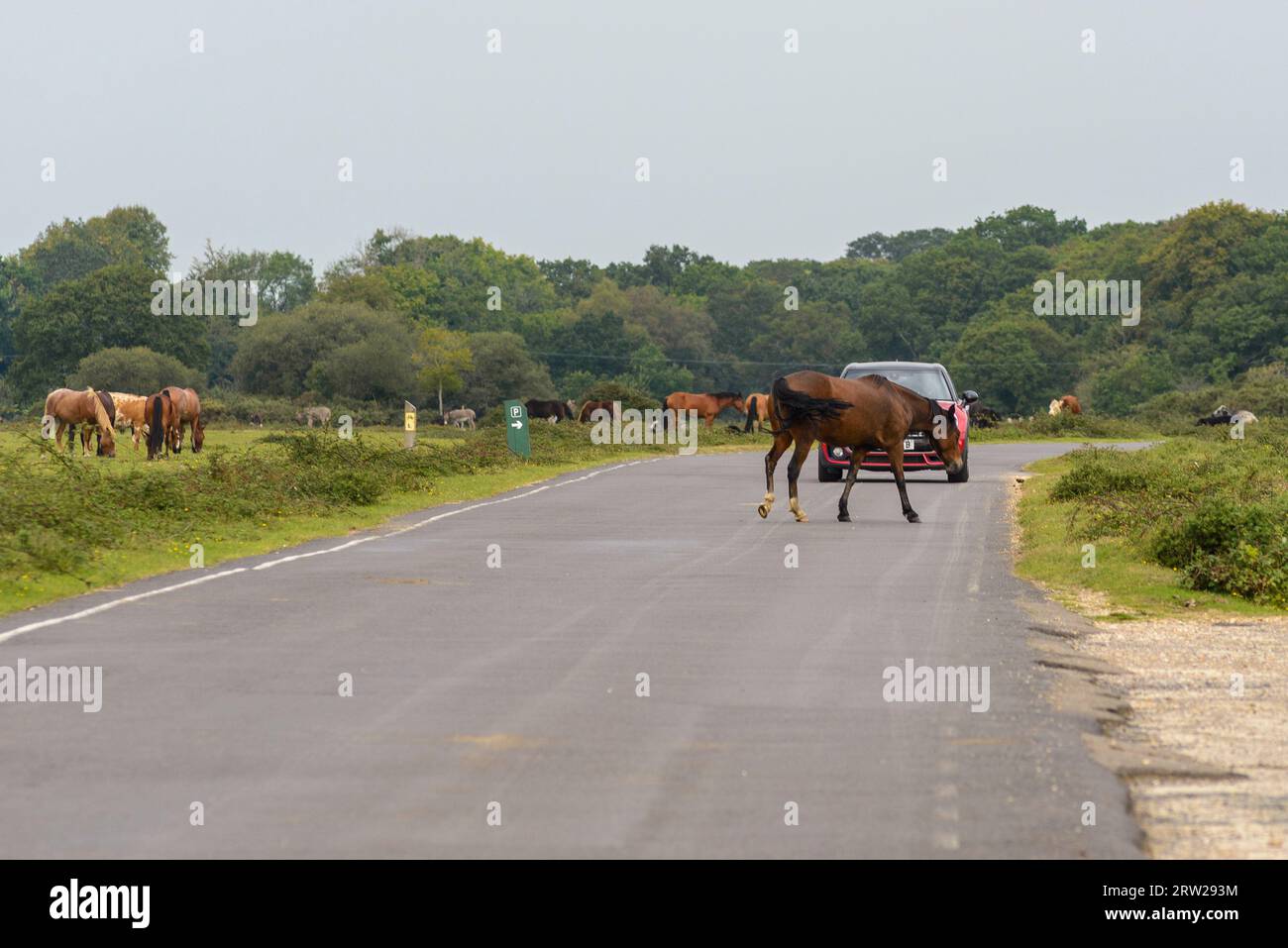 New Forest pony and car. Car is stopped for the pony to cross the road. Hampshire, UK Stock Photo