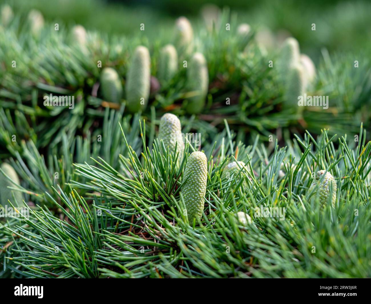 Closeup of cones of a weeping deodar cedar tree Stock Photo