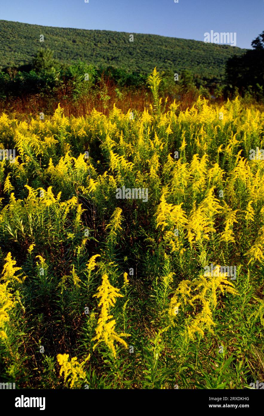 Goldenrod field, Bald Eagle State Park, Pennsylvania Stock Photo - Alamy