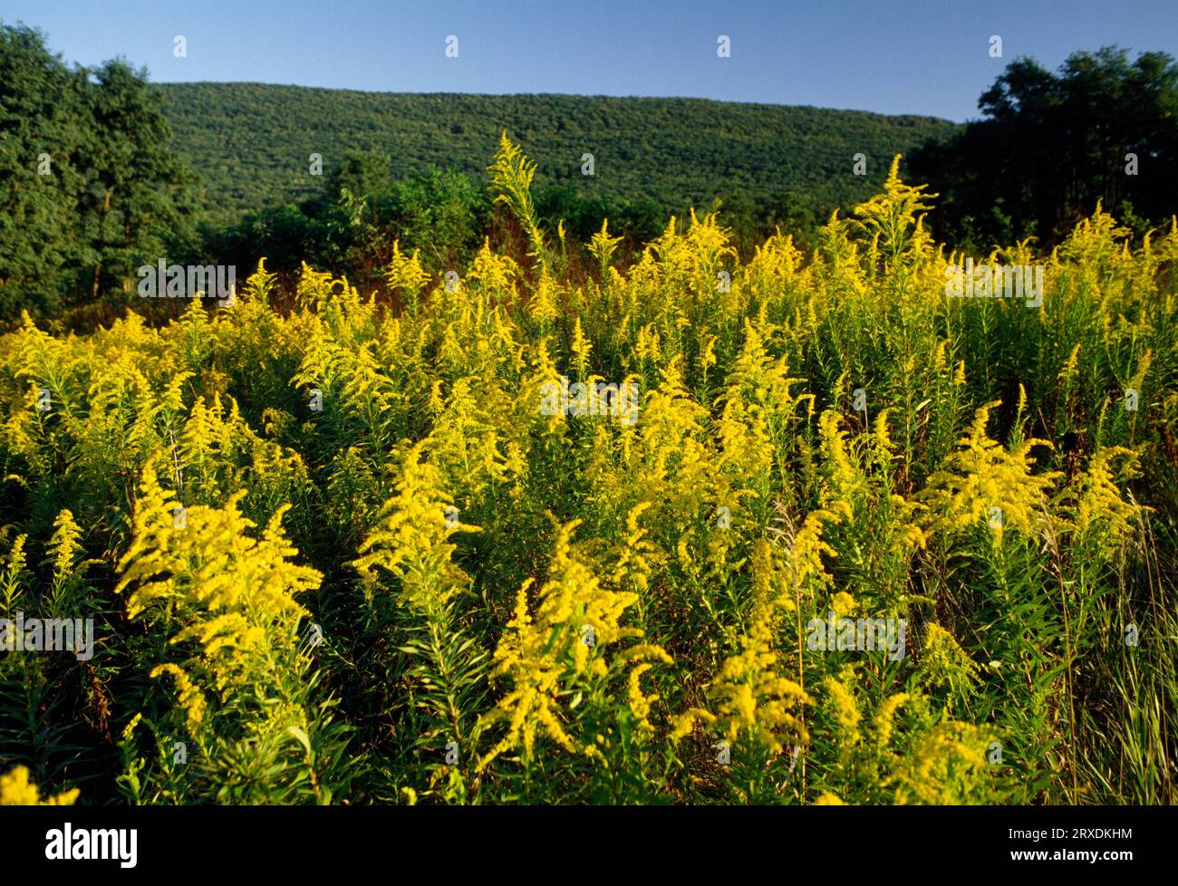 Goldenrod field, Bald Eagle State Park, Pennsylvania Stock Photo - Alamy