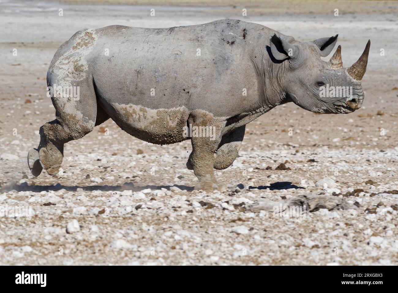 Black rhinoceros (Diceros bicornis), adult female covered in wet mud, running near the waterhole, motion blur, Etosha National Park, Namibia, Africa Stock Photo