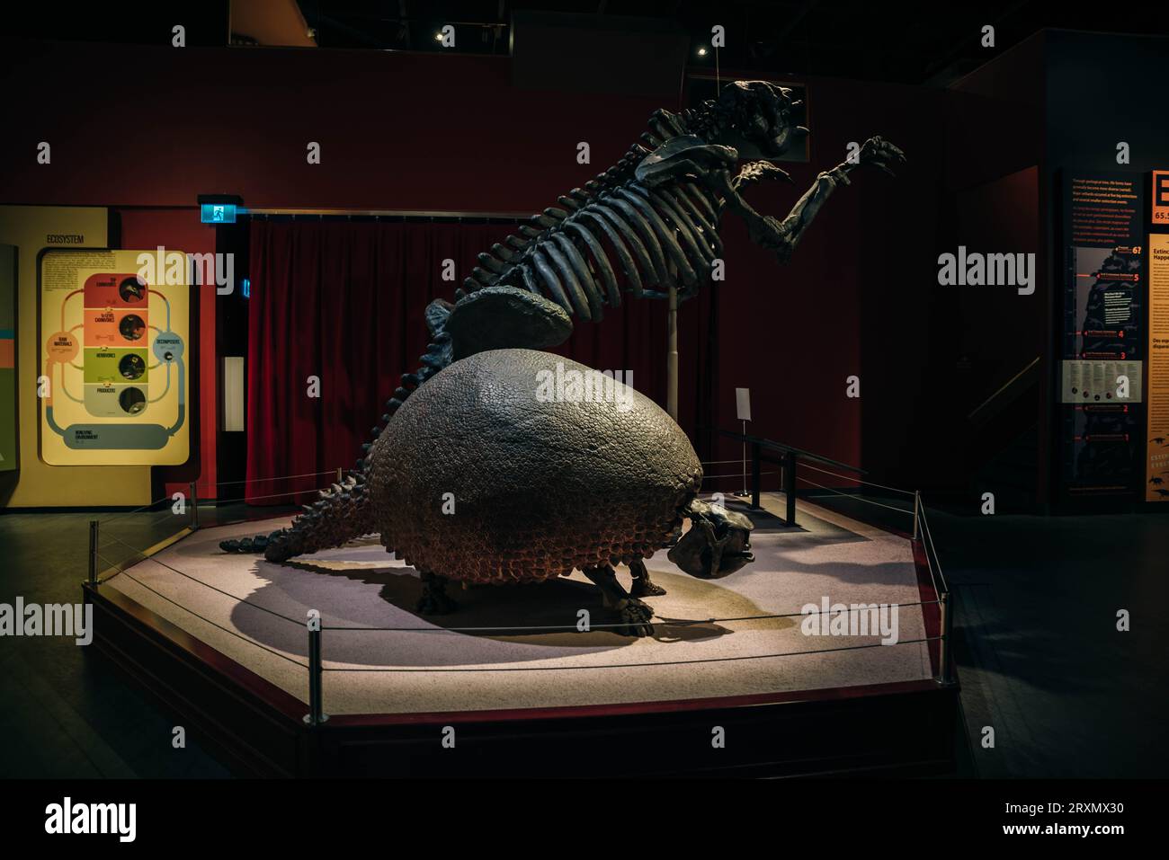 Winnipeg, Manitoba, Canada - August 2023 Dinosaur exhibit showing dinosaur fossil at the Manitoba Museum. High quality photo Stock Photo