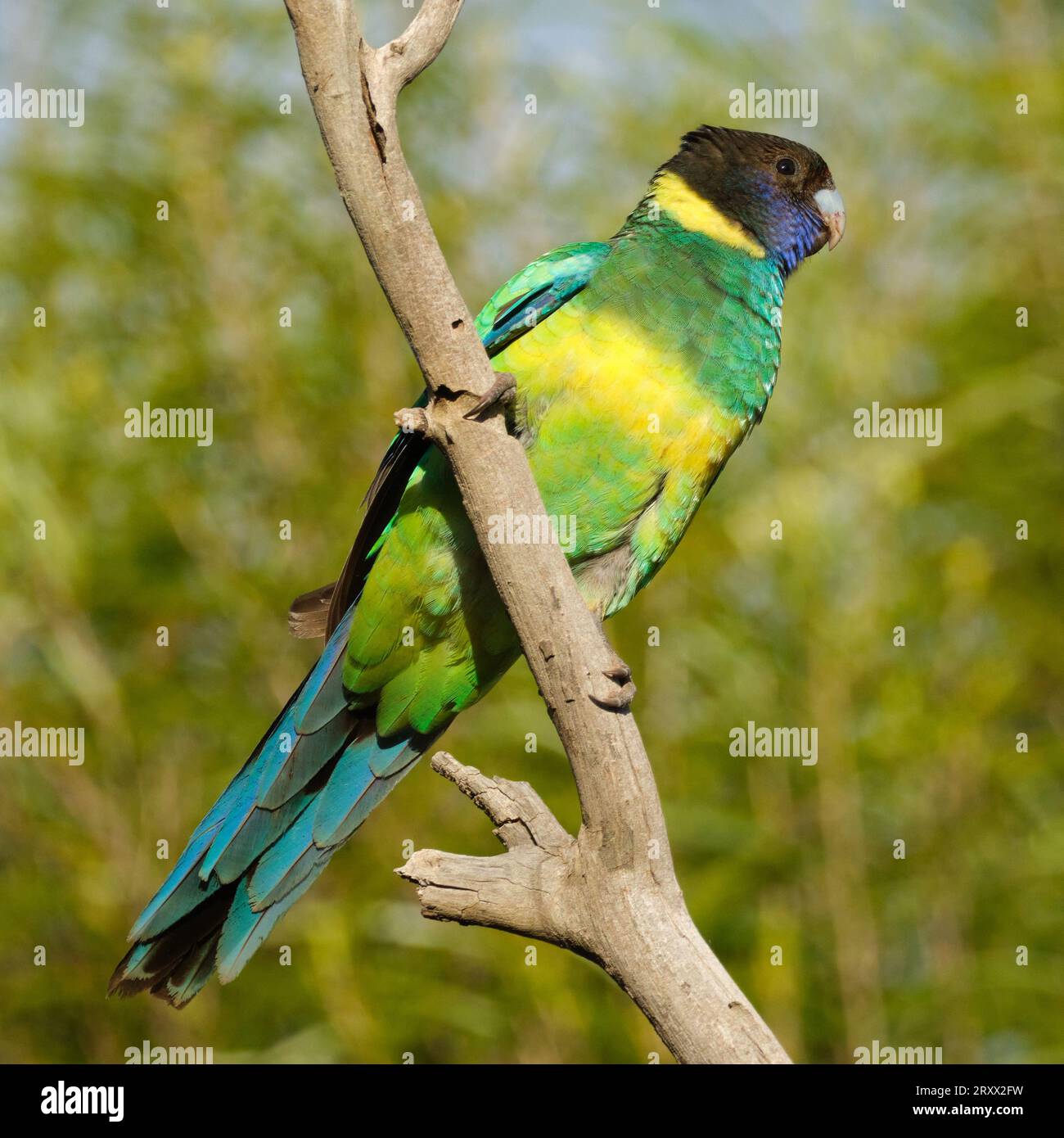 Australian Ringneck Parrot, Barnardius zonarius subspecies zonarius, also known as the Port Lincoln Parrot, perched on a branch. Stock Photo