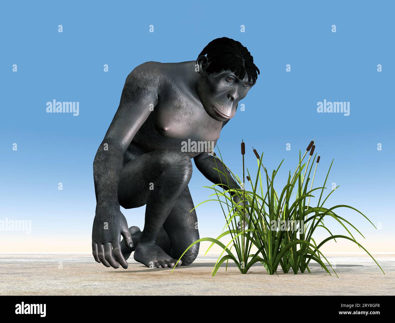 Homo Habilis - Human Evolution Stock Photo