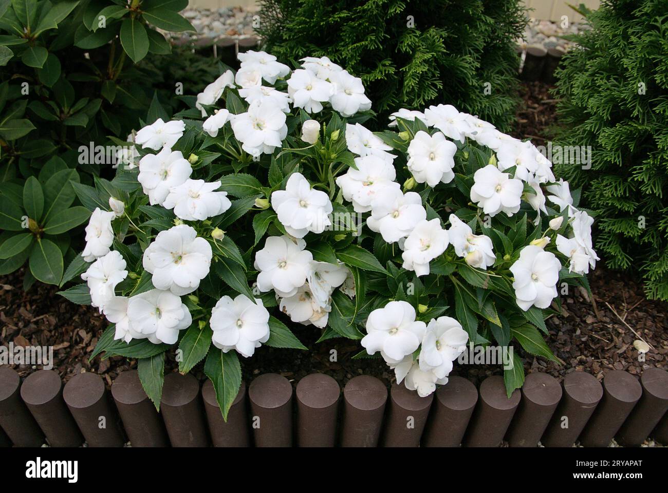 Busy Lizzie (Impatiens walleriana) Stock Photo