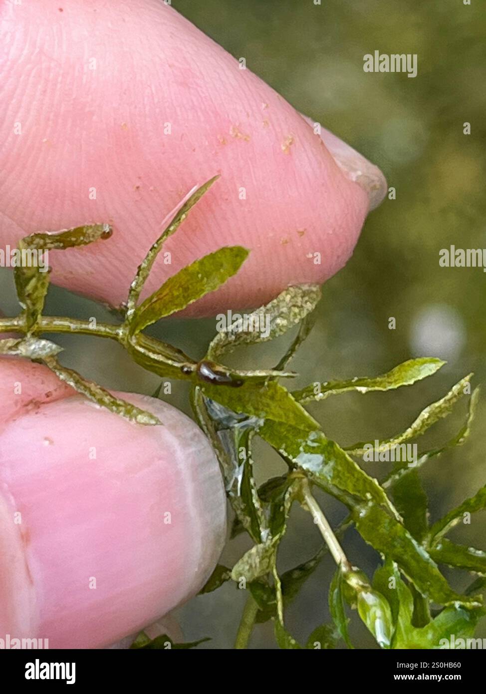 Hydrilla (Hydrilla verticillata) Stock Photo