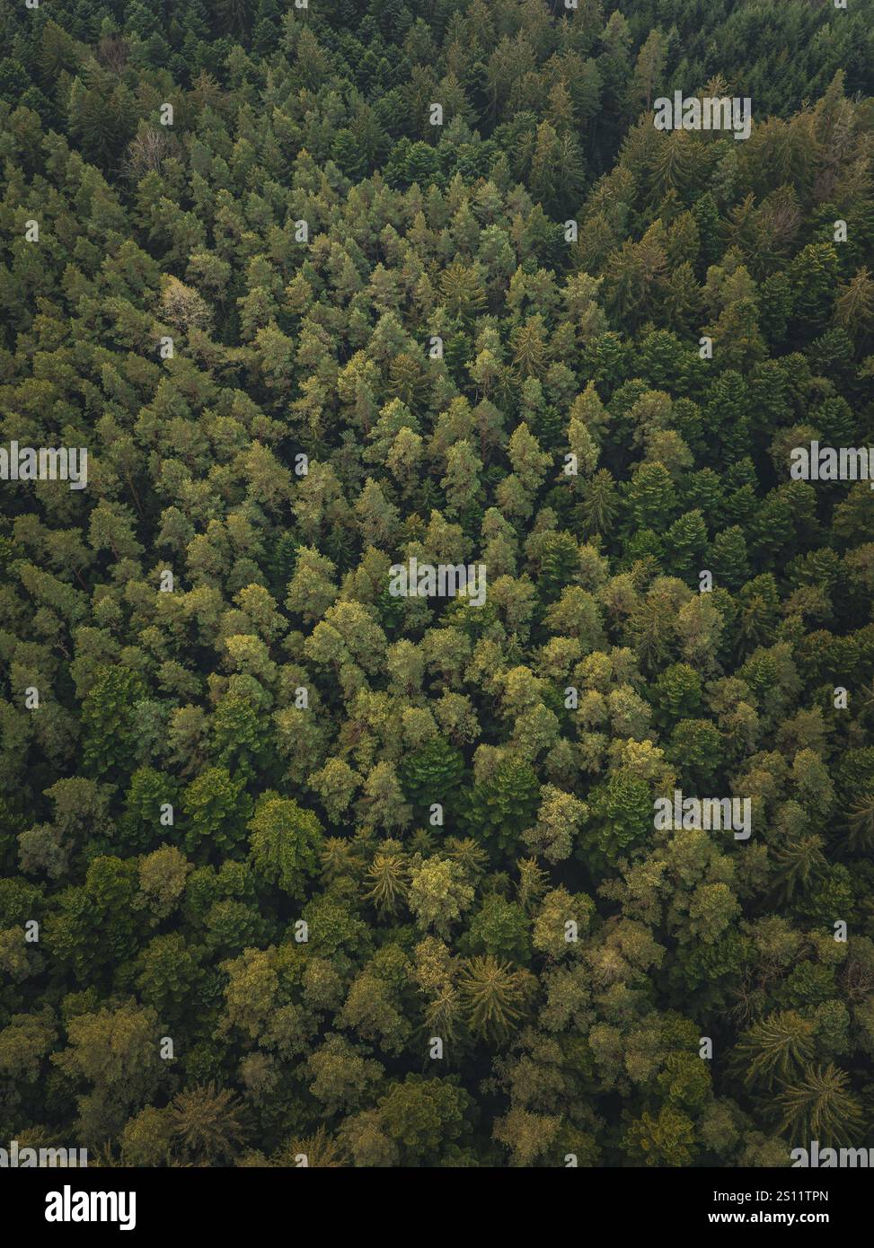 Dense treetops, taken from a bird's eye view, Unterhaugstett, Black Forest, Calw district, Germany, Europe Stock Photo