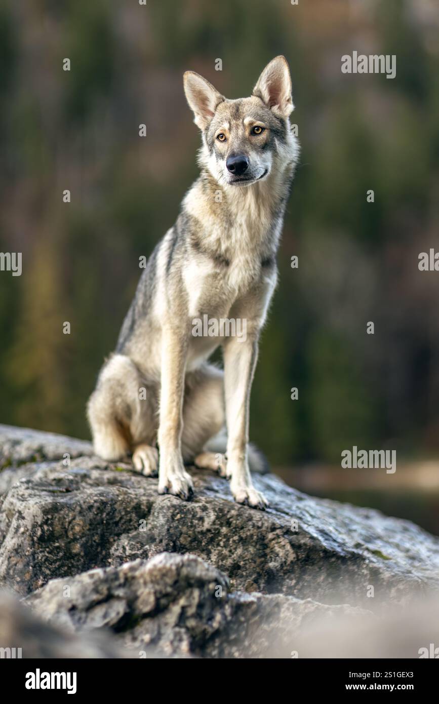 Autumnal portrait of a wolf dog hybrid outdoors Stock Photo