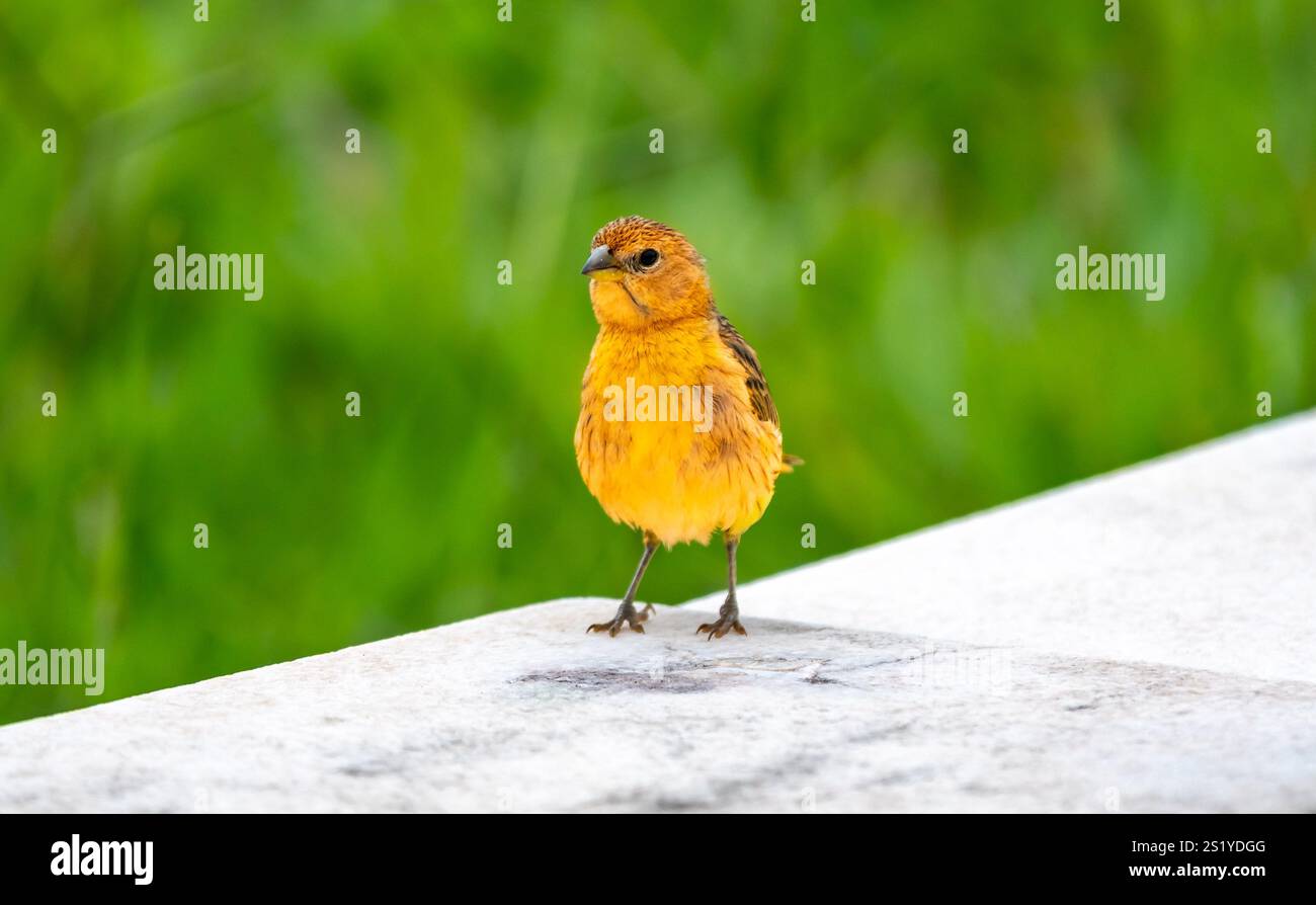 Yellow canary perched on a branch Stock Photo